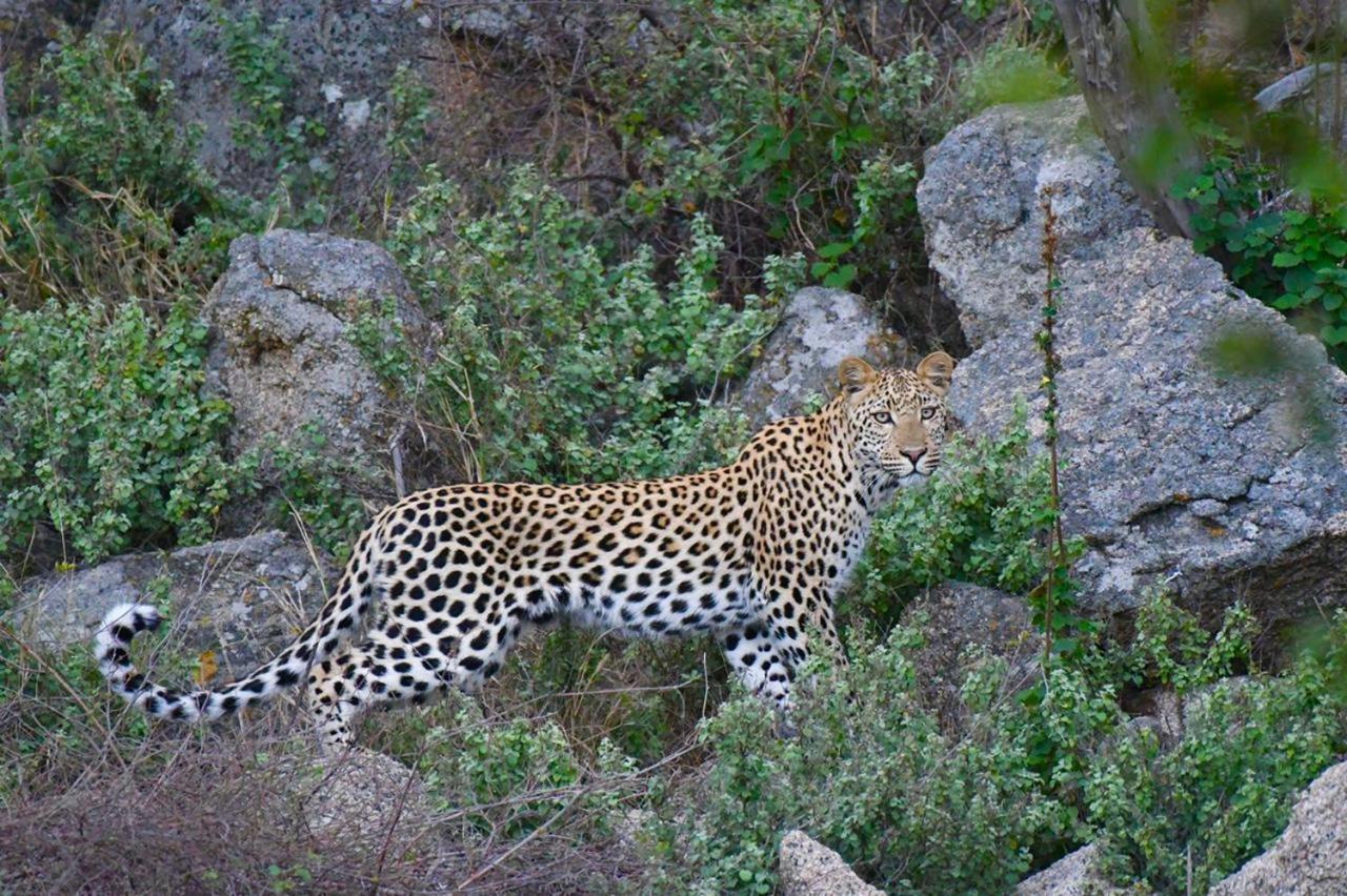Hotel Ndzuti Bush Camp à Réserve de Balule Extérieur photo